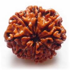 Eight Faced Rudraksha