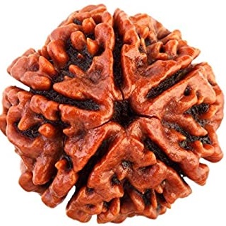 Five Faced Rudraksha