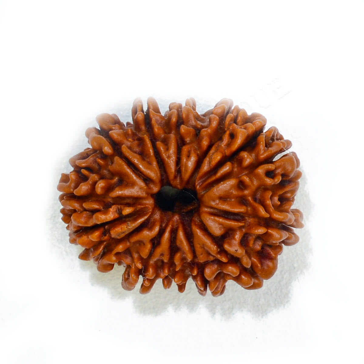 Fourteen Faced Rudraksha