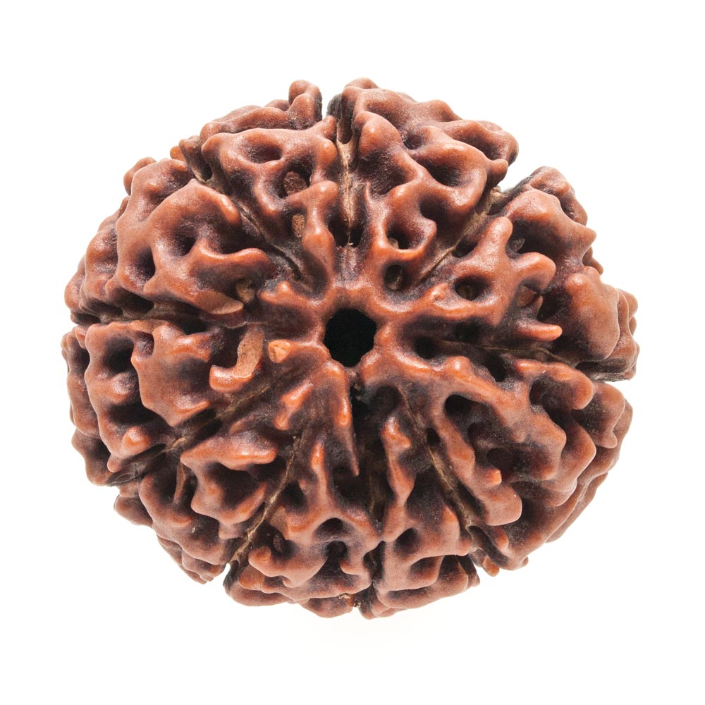 Nine Faced Rudraksha