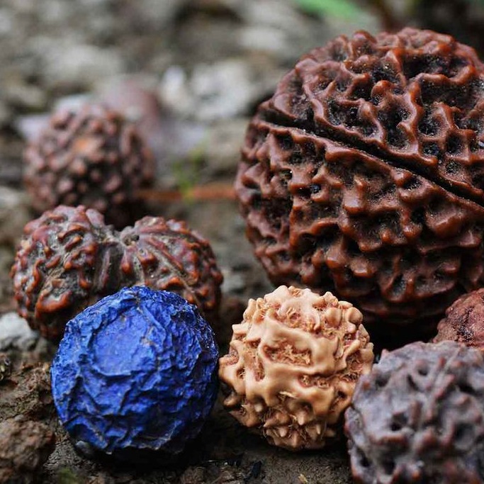 Rudraksha - General