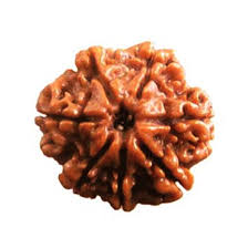 Seven Faced Rudraksha