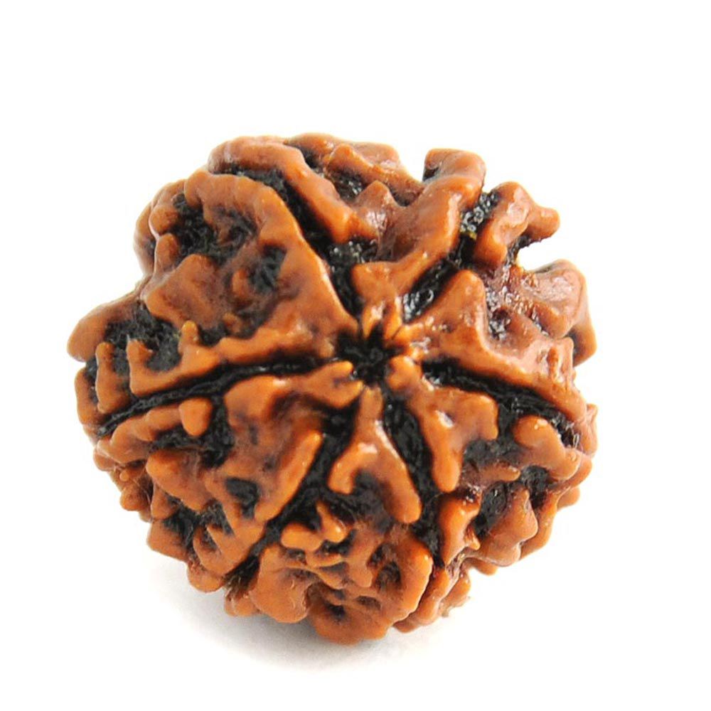 Six Faced Rudraksha