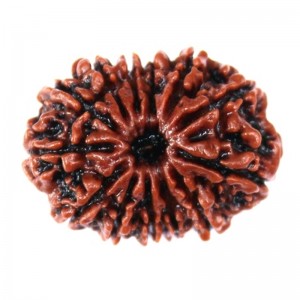 Thirteen Faced Rudraksha